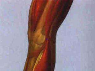 RIÑON 10 YIN GU: En el borde interno del pliegue de la rodilla entre los tendones del musculo