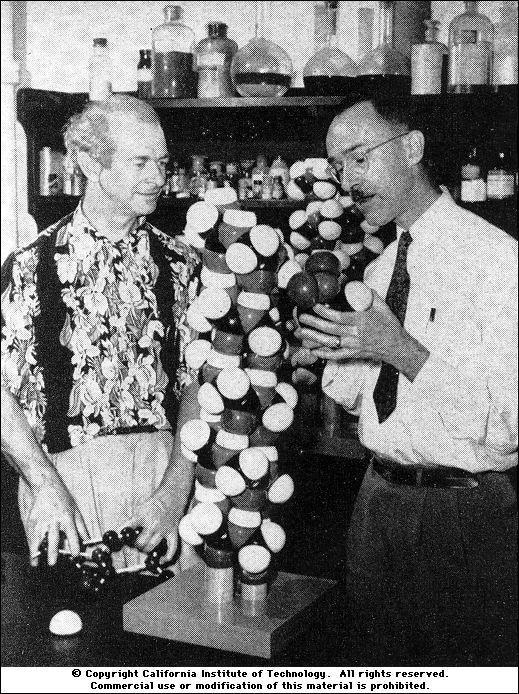 ESTRUCTURA SECUNDARIA Linus Pauling y Robert Corey, descubridores
