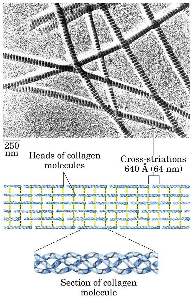 Cabezas de las moléculas de colágeno