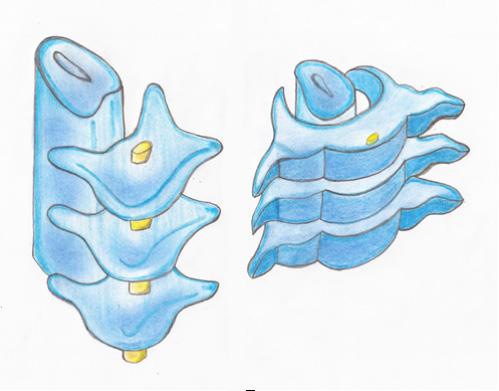 e) A partir de la observación de la figura 5.1 describa el desarrollo del canal medular y las relaciones de la médula espinal con las vértebras: Figura 5.1. Desarrollo del canal medular.