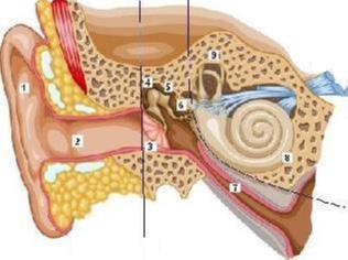 Identifica las estructuras embriológicas en el desarrollo de ojo y oído con los componentes definitivos anatómicos a los que