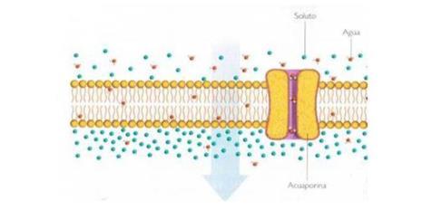Como podemos observar en la Difusión Simple, las sustancias atraviesan la membrana por la bicapa de fosfolípidos, en cambio en la Difusión Facilitada, las sustancias atraviesan la bicapa por una