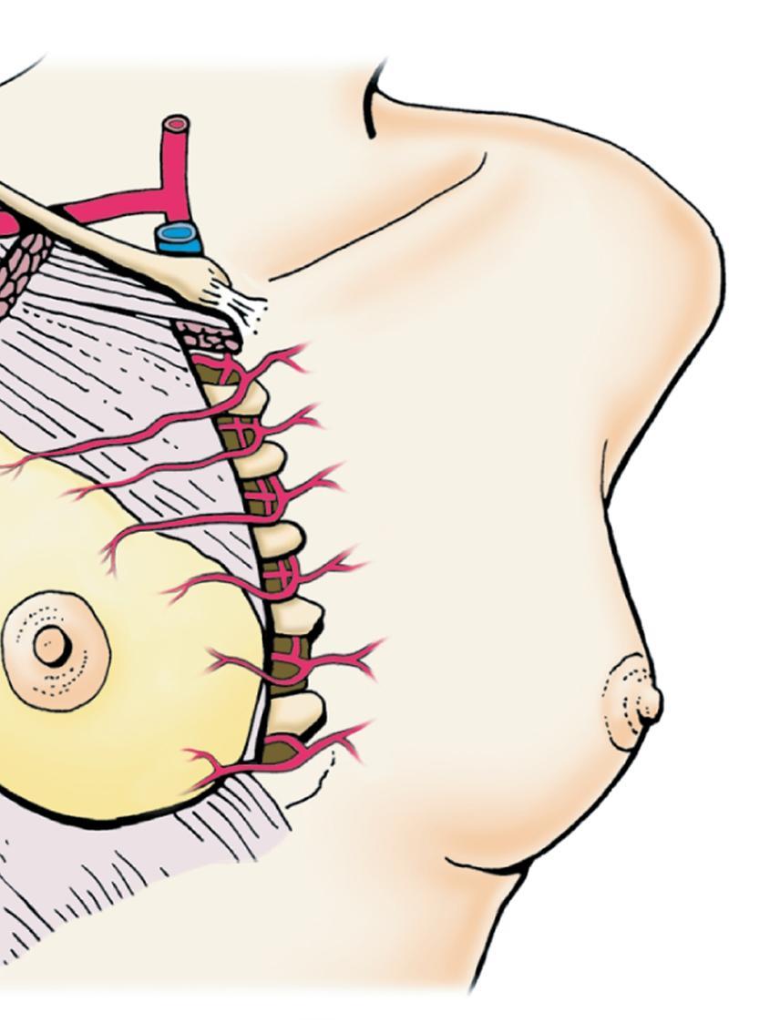 Rama mamaria medial principal La mitad medial de la mama, esta irrigada por ramas perforantes mediales que nacen de la arteria torácica interna (de la
