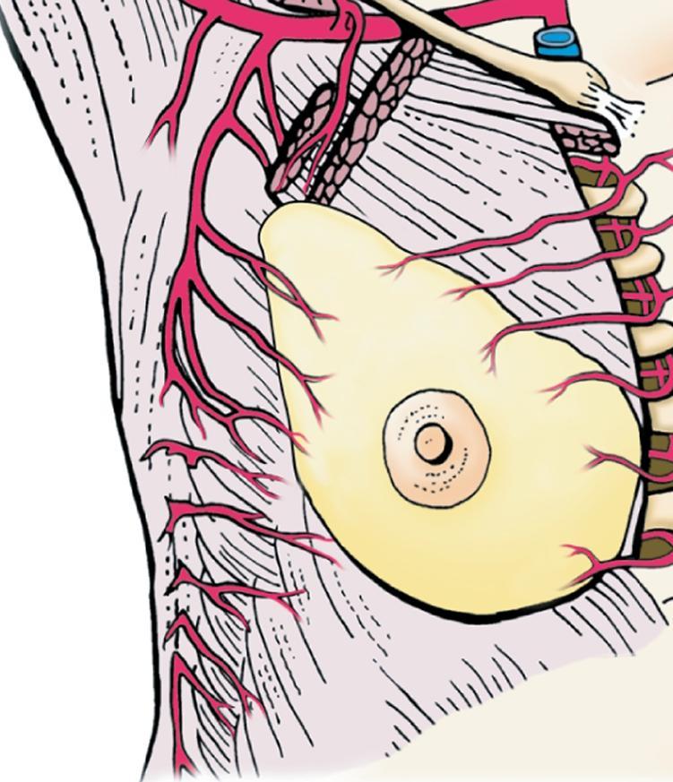La mitad lateral de la mama esta irrigada s por las arterias torácica lateral y toracoacromial ramas de la arteria
