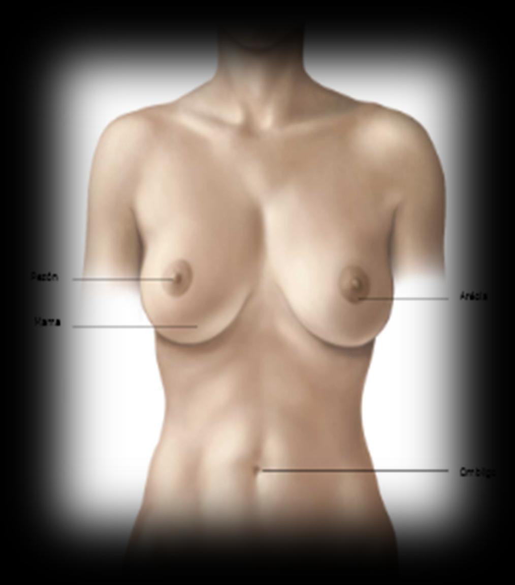 Las mamas son los elementos mas destacables de la superficie de la pared anterior del tórax, principalmente