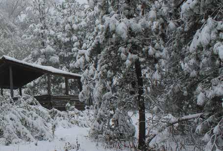 Refugio en la Nieve, Nevado de Colima Impulsar procesos de manejo forestal sustentable (MFS), maderable y no maderable.