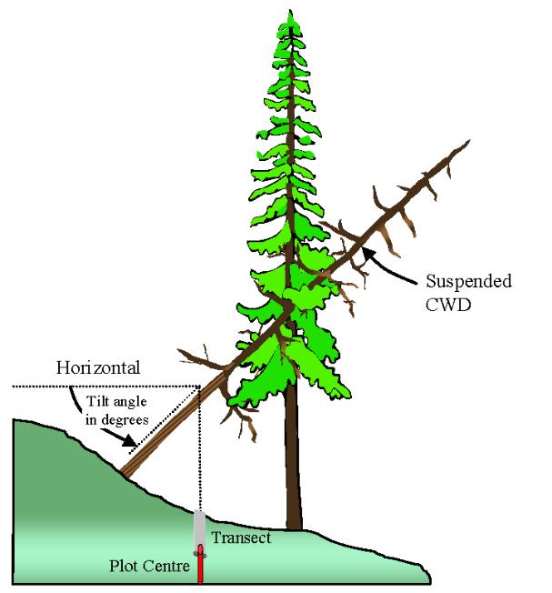 Figura 5. Medida de madera muerta apoyada en elementos del terreno.