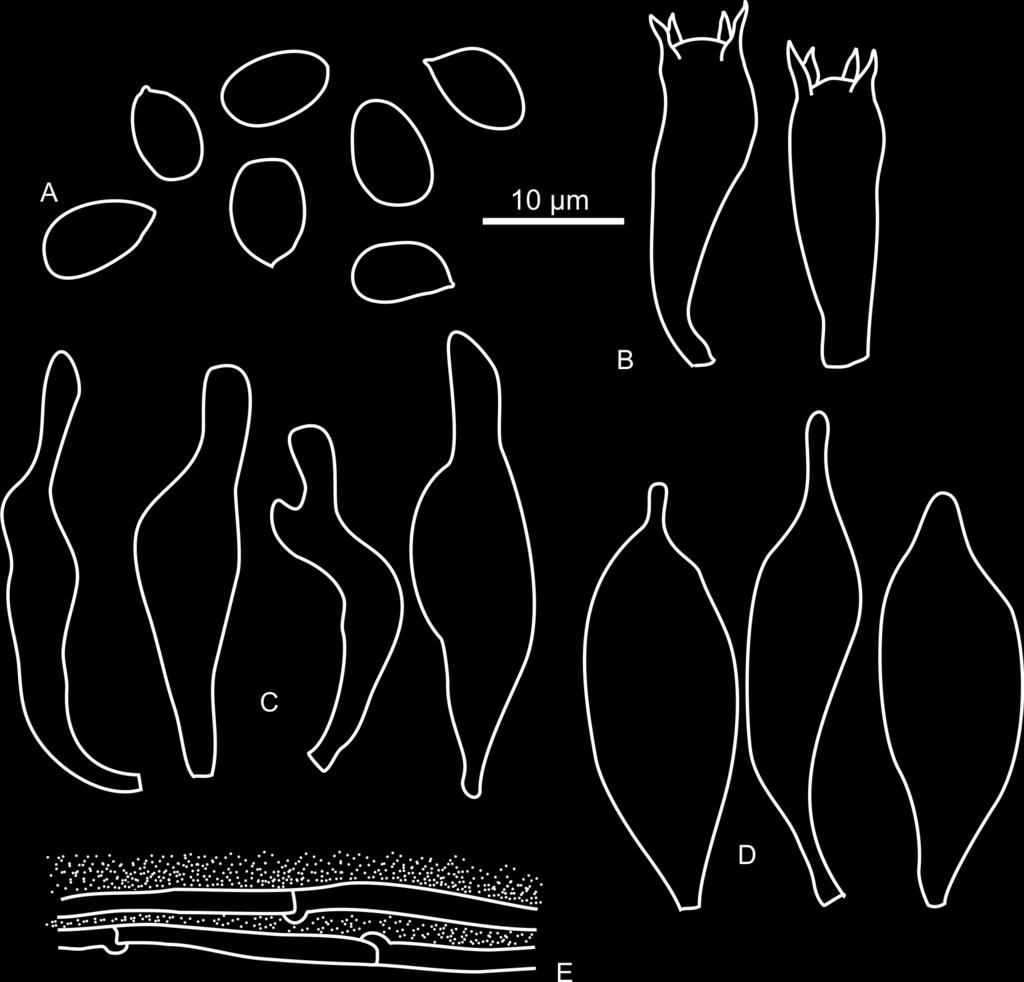 DARWINIANA, nueva serie 3(1): 89-95. 2015 Fig. 2. Mycena paranaensis. A, esporas. B, basidios. C, queilocistidios. D, pleurocistidios. E, pileipellis. De Niveiro et al. 792 (CTES). 1989) (Tabla 1).