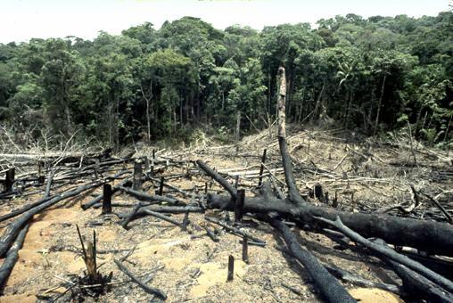 REDD permite que empresas contaminadoras mineras, petroleras como Chevron-Texaco, Shell, compren créditos de carbono provenientes de la supuesta conservación de los bosques y así evitar la