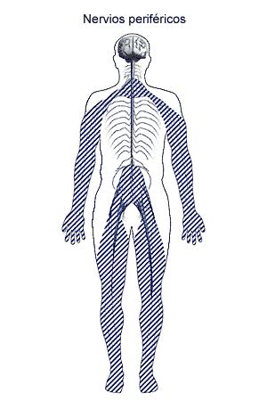 EL SISTEMA NERVIÓS PERIFÈRIC Nervis perifèrics El sistema nerviós perifèric és la part del sistema nerviós formada pels nervis situats fora de l encèfal i la medul la espinal. Els nervis poden ser: 1.