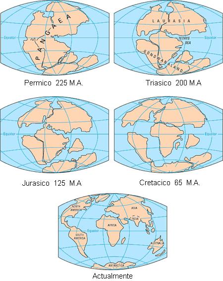 Carbonífero (Hace 300 MA) los continentes estaban unidos (Pangea y Pantalasa) En el terciario (Hace 50 MA )el
