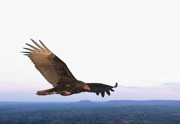 Los buitres tienen alas grandes. Utilizan sus alas para planear a gran altura en busca de comida.