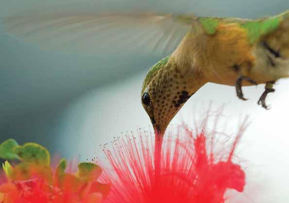 El colibrí tiene un pico largo y delgado y una lengua larga y acanalada que introduce en la flor.