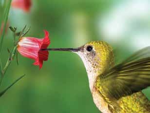 Los colibríes son las únicas aves que pueden quedarse suspendidas en el aire.
