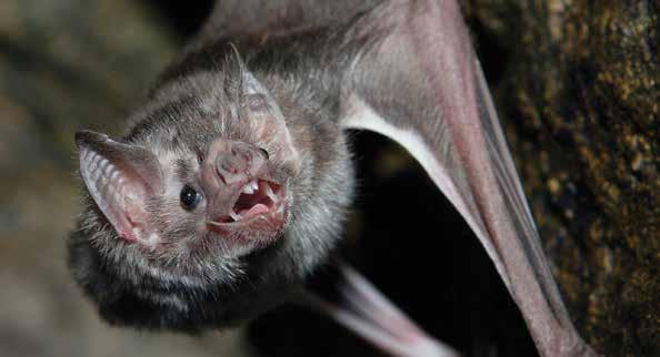 Los murciélagos vampiros Los murciélagos vampiros beben la sangre de otros animales,
