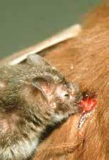 Los murciélagos vampiros tienen sensores en su nariz.