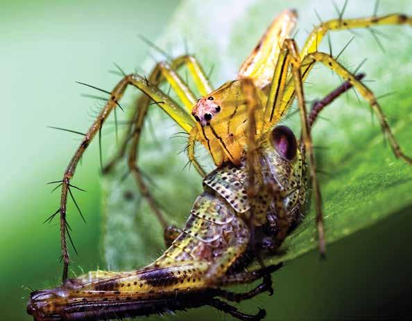 Las arañas Las arañas se alimentan de insectos y otros animales pequeños.