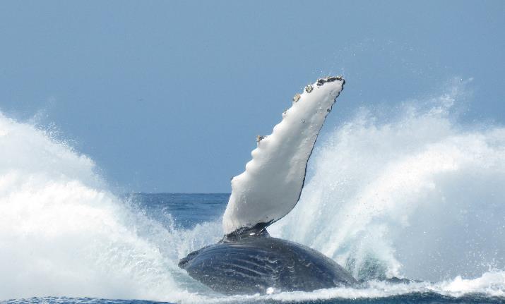 ITINERARIO Bahía Solano PELECANUS 2019 COLOMBIA MAGIA SALVAJE Temporada de ballenas cada año del 15 de julio al 30 de octubre 2