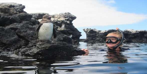 Pingüinos de galápagos Sphenicus mendiculus galapagos penguin Pinzón de tierra grande geosptiza magnirostris large ground finch Pinzón de tierra mediano geosptiza fortis médium ground finch Pinzón de