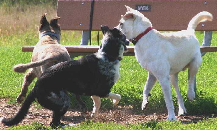 HIPÓTESIS DEL CEREBRO SOCIAL Los perros son animales sociales y como tales, tienen una gran capacidad de comunicación inter e