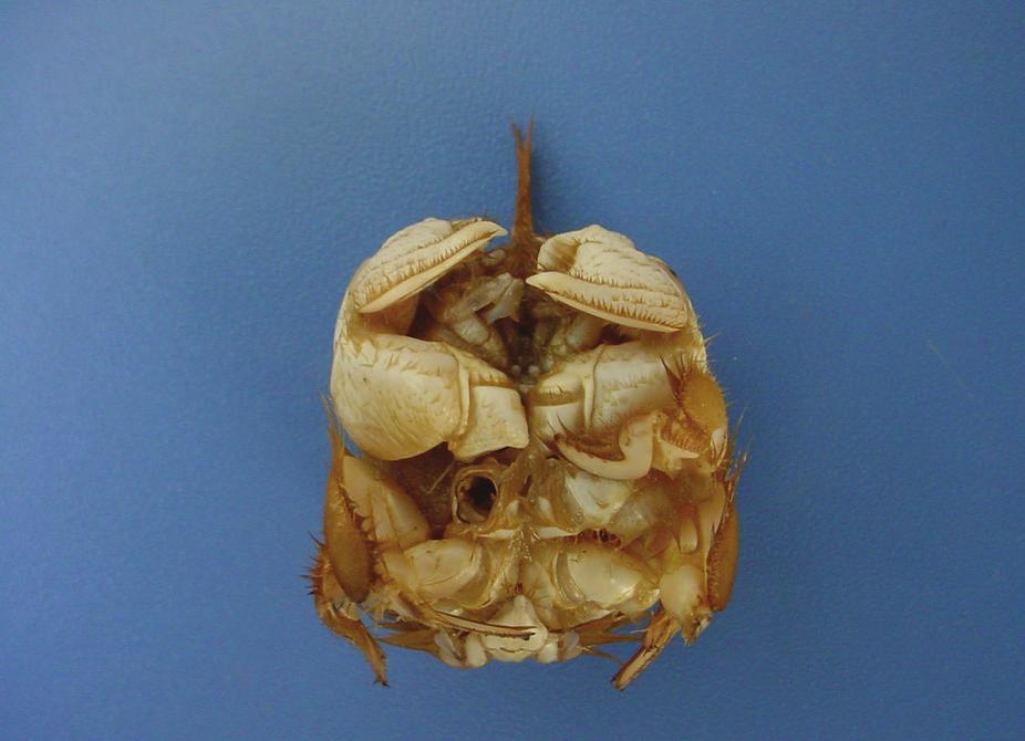 Holotipo, macho adulto de Zygopa lalanai sp. nov.