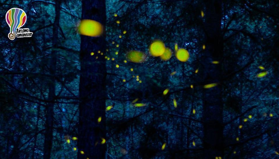 LUCIÉRNAGAS EN TLAXCALA La postal que brinda la bioluminiscencia de