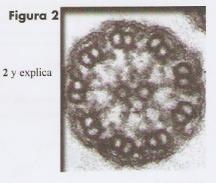 - Identifica las estructuras celulares que aparecen señaladas con flechas en la figura 1 y comenta brevemente su función biológica. Septiembre 2013 78.