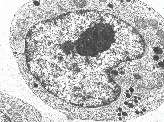 - Dibuje un cloroplasto identificando las partes más importantes de su estructura, así como la función de cada una de ellas en el proceso celular en que participa dicho orgánulo. [1,5 PUNTOS] 95.