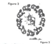 Identificación, localización celular, función de la estructura que aparece representada en la figura 2 36. Qué relación funcional existe entre el retículo endoplásmico y el aparato de Golgi? 37.