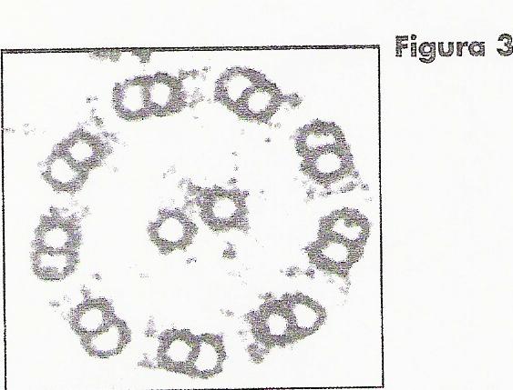 49.- Representa mediante un dibujo, los diferentes niveles de compactación desde la cromatina interfásica hasta el cromosoma metafísico.
