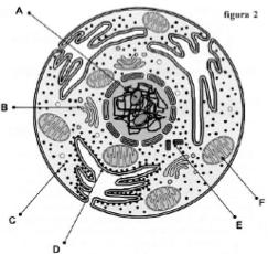 - Identificar la estructura celular que aparece la fig.1 e indica su localización y función celular.