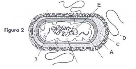 Dibuja una célula y representa en ella el citoesqueleto. 72.- Qué es lo que propone la teoría endosimbiótica con respecto al origen de las células eucarióticas?