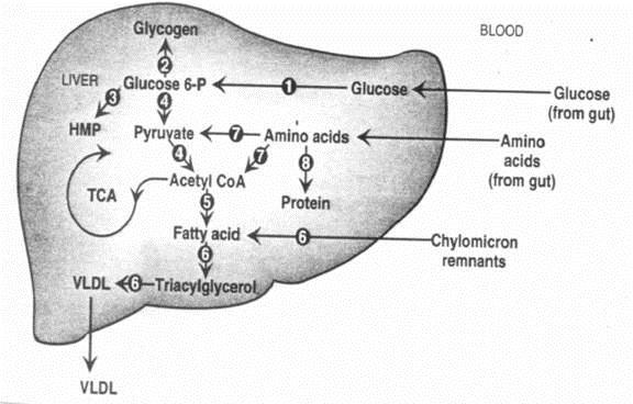 Metabolismo hepático