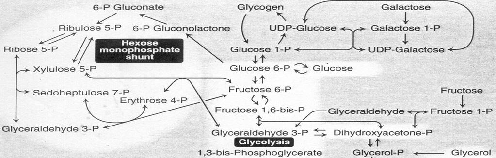 Las tres grandes encrucijadas metabólicas Glucosa Glucógeno (Glucosa-1 P) ATP G6P Glucolisis ATP o