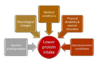 Mecanismos que conducen al riesgo nutricional en el paciente frágil y con diabetes.