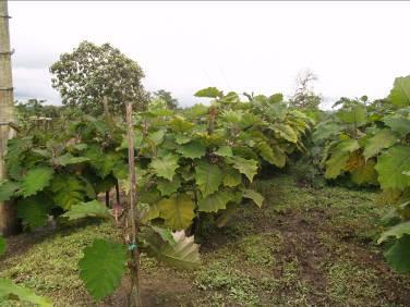 Popayán Cauca, La Selva- Antioquia, Santa Rosa de Cabal Risaralda 13 clones de naranjilla en 5