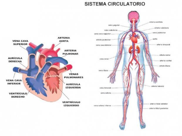 Sistema Circulatorio - órganos Órganos que lo forman: El corazón: es el órgano que bombea la sangre. Las arterias: vasos sanguíneos sangre con oxígeno.