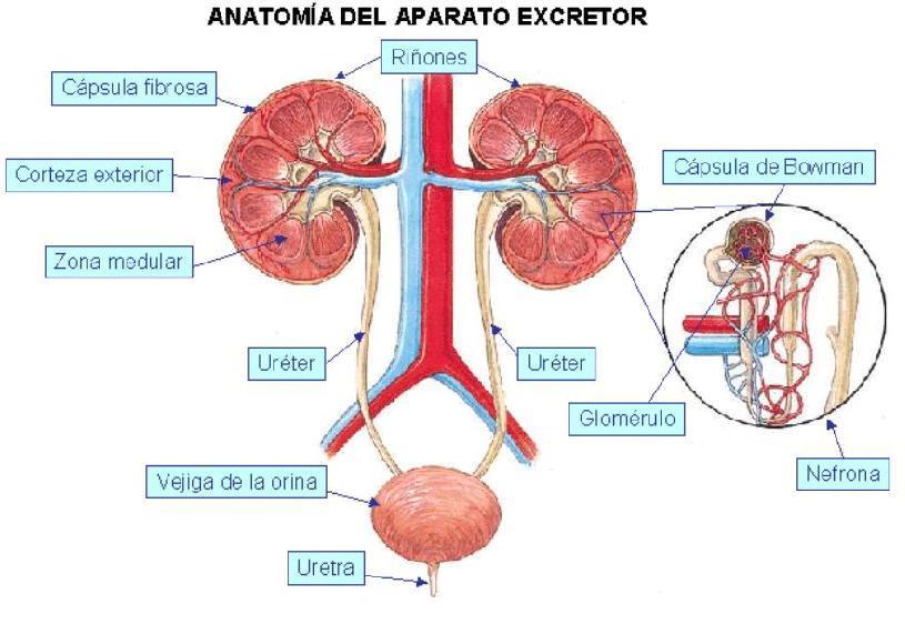 Sistema excretor órganos Órganos que lo forman: Riñones : tenemos 2. Su función es la de filtrar la sangre para eliminar las sustancias de desecho.