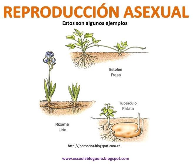 Reproducción Asexual Sexual Un solo organismo
