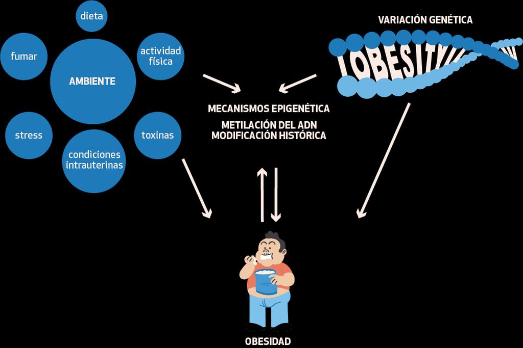 4. Epigenésis Existe evidencia sólida desde la epigenética que la obesidad