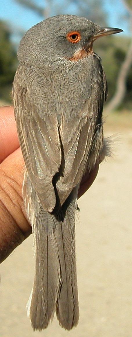 macho (05-VII); arriba derecha 2º año hembra