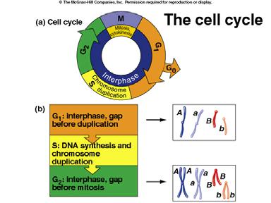 4C 2n 2C n C G 1 S G 2 M G 1 Mitosis Etapa del ciclo celular en el cual se produce la división de las cromátidas hermanas
