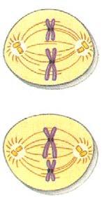 Metafase II Anafase II Cromosomas en la
