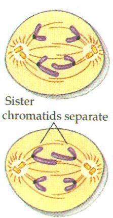 Anafase II Telofase II 4 células haploides con n cromosomas, con una cromátida cada uno 1
