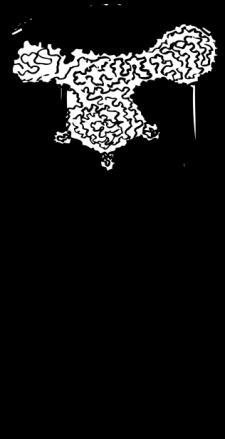 23 FICHA DE PRODUCCION FECHA mayo de 2012 NOMBRE Collar encaje TALLA única COLORES negro- beige-pavonado ESPECIFICACION COLOR Detalle perla #2 acrílico beige base collar encaje sintético negro base