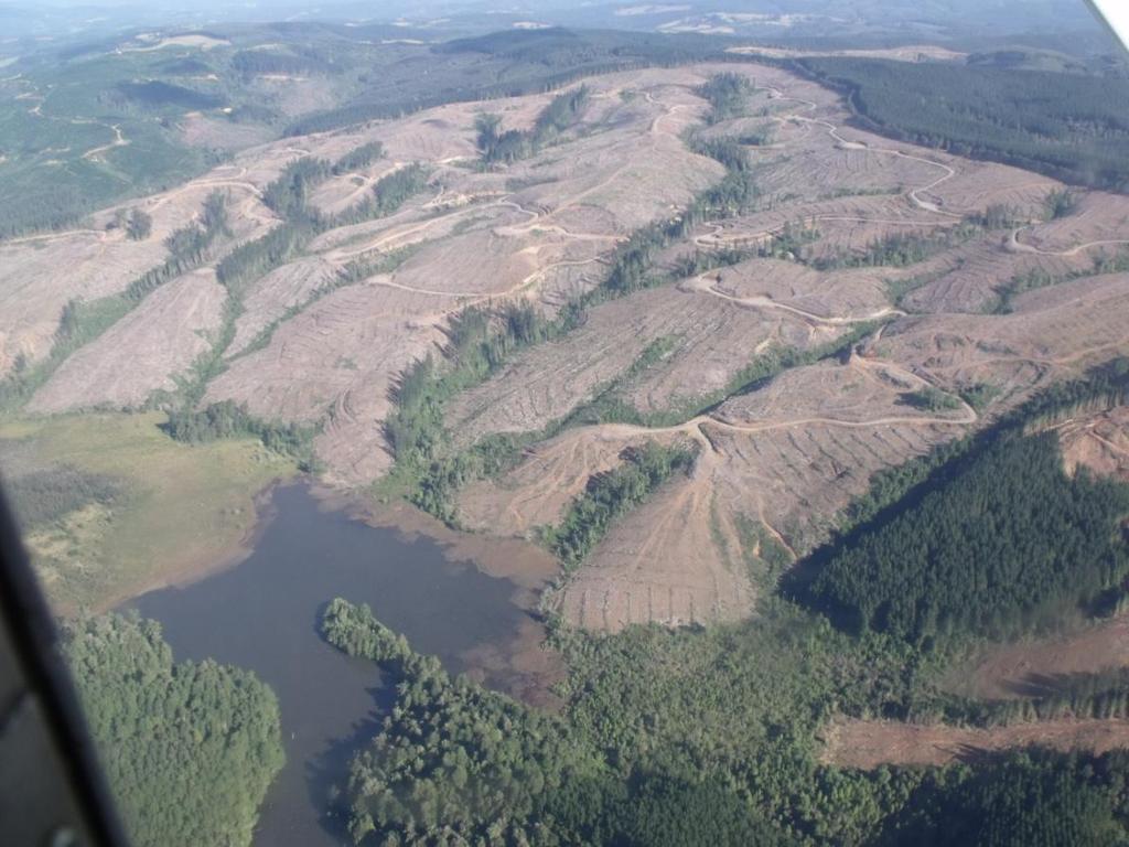 Prácticas forestales de la empresa Forestal Valdivia, ARAUCO (Familia Angelini, 1,6 millones de hectáreas de patrimonio, más de 1 millón de