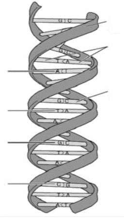 a) citocinesis b) histonas c) cariotipo d) cromátidas V. Gameto que presenta sólo 23 cromosomas en los humanos.