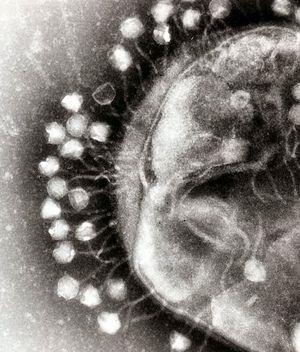 Los virus se reproducen como parásitos obligados: Los virus contienen toda la información necesaria para su ciclo reproductor, pero necesitan infectar células vivas para reproducirse, utilizando sus