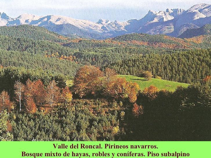 Características de las regiones biogeográficas La región biogeográfica atlántica (V) Los hayedos son más frecuentes en la cornisa cantábrica, mientras que los robledales lo son en Galicia.