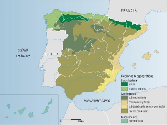 Características de las regiones biogeográficas La región biogeográfica mediterránea (II) Es la región biogeográfica que ocupa una mayor extensión en España, aunque dentro de